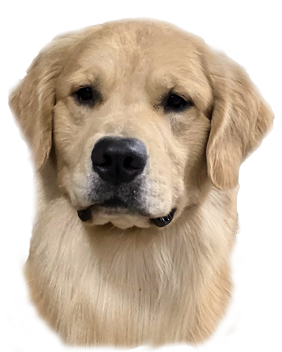 charm city golden retrievers stud dog CH Libertybelle's Ready or Not BCAT ready