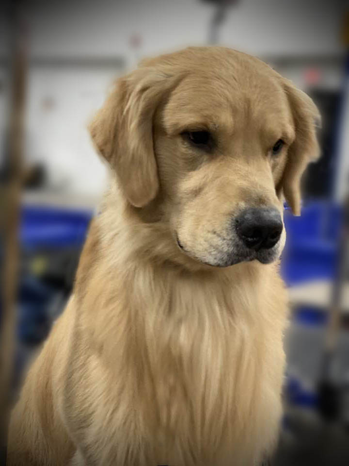 charm city golden retrievers ready head shot