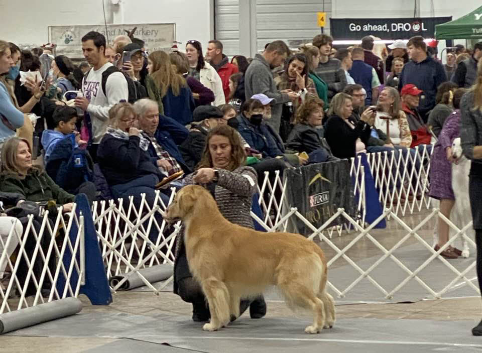 charm city golden retrievers amy and ready