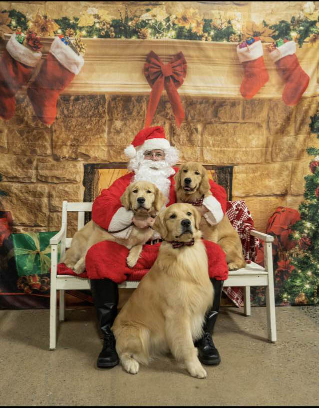 charm city golden retrievers christmas photo