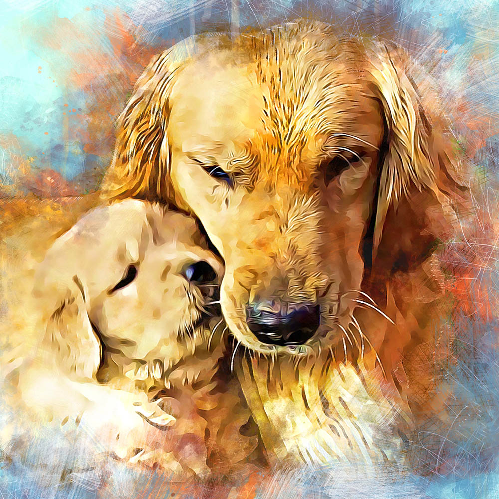 charm city golden retrievers gallery photo1