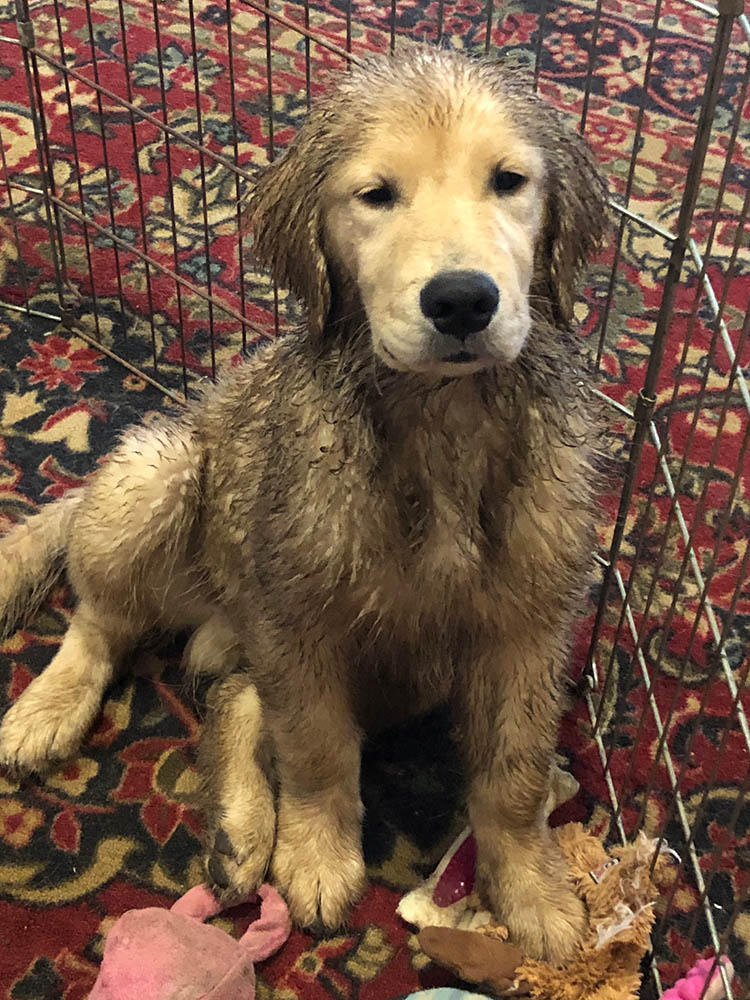 charm city golden retrievers gallery favorite