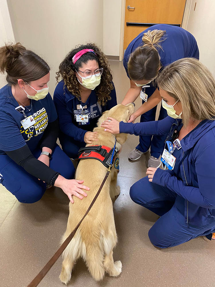 charm city golden retrievers gallery photo4