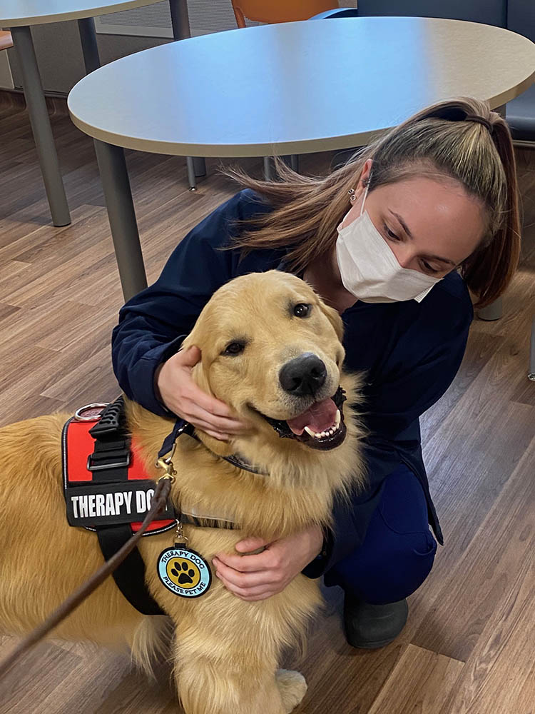 charm city golden retrievers gallery photo6