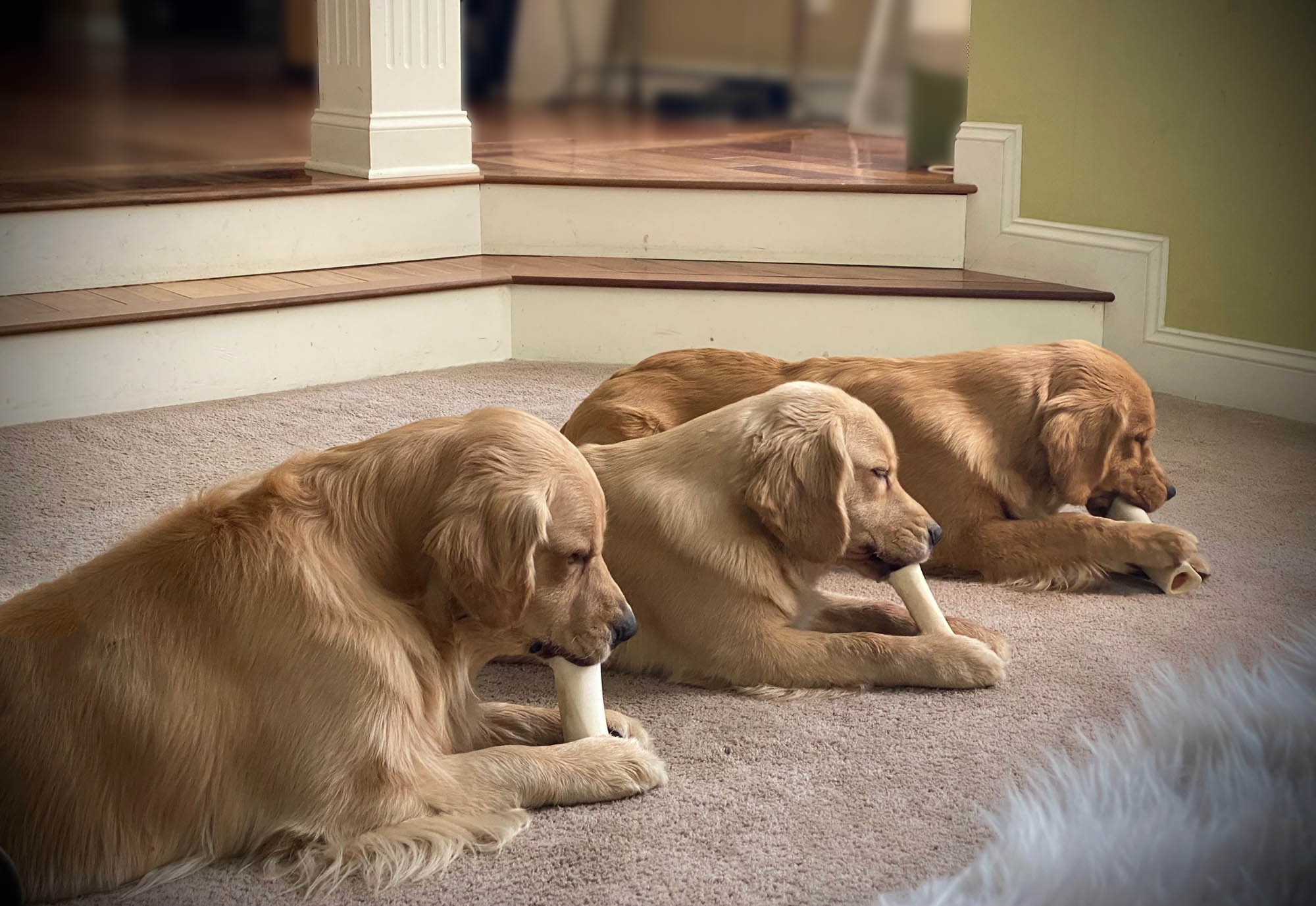 charm city golden retrievers gallery favorite