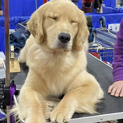 charm city golden retrievers cute gia