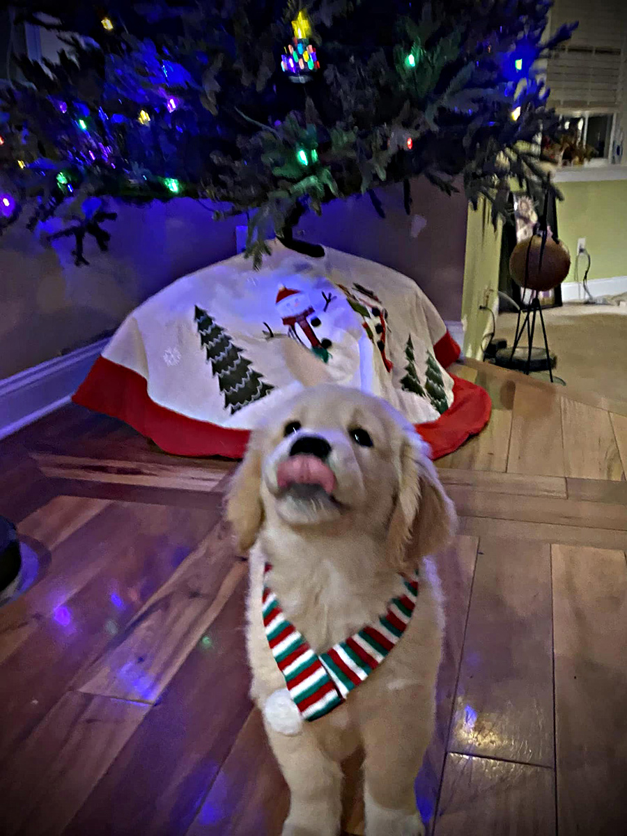 charm city golden retrievers puppy and xmas tree