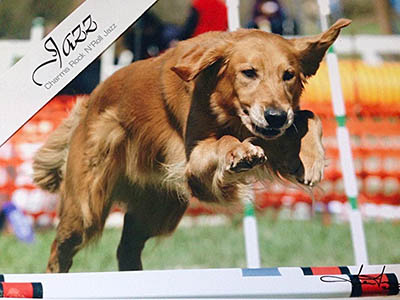 jazz going over the bar in agility