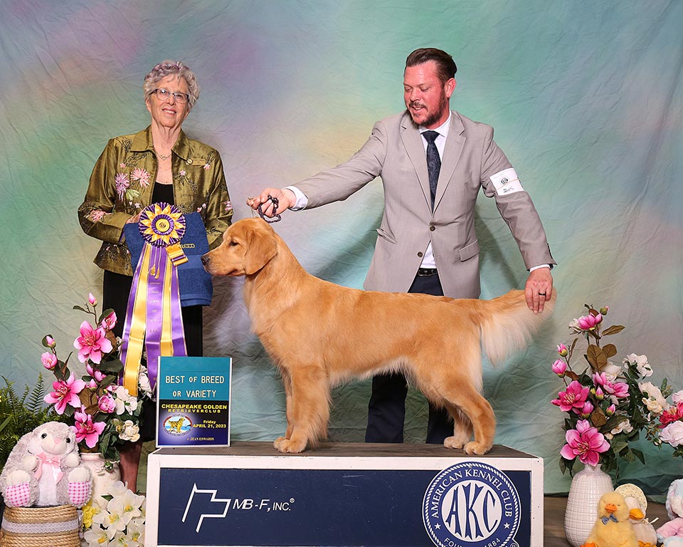 CH Charm City's Marvelous Miss Maisel wins bob at the chesapeake grc specialty