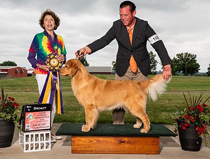 maisey best of breed