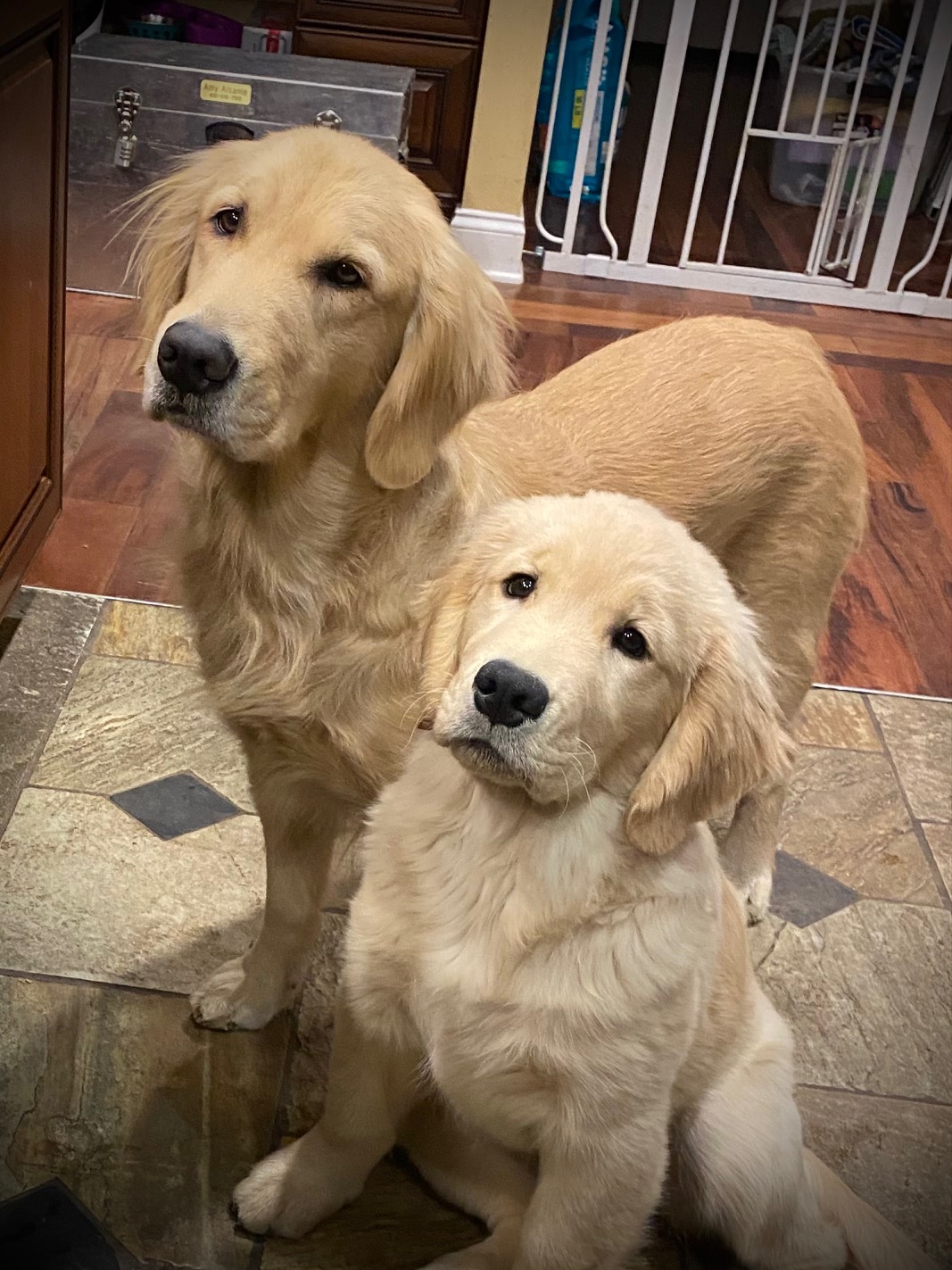 puppy at charm city goldens