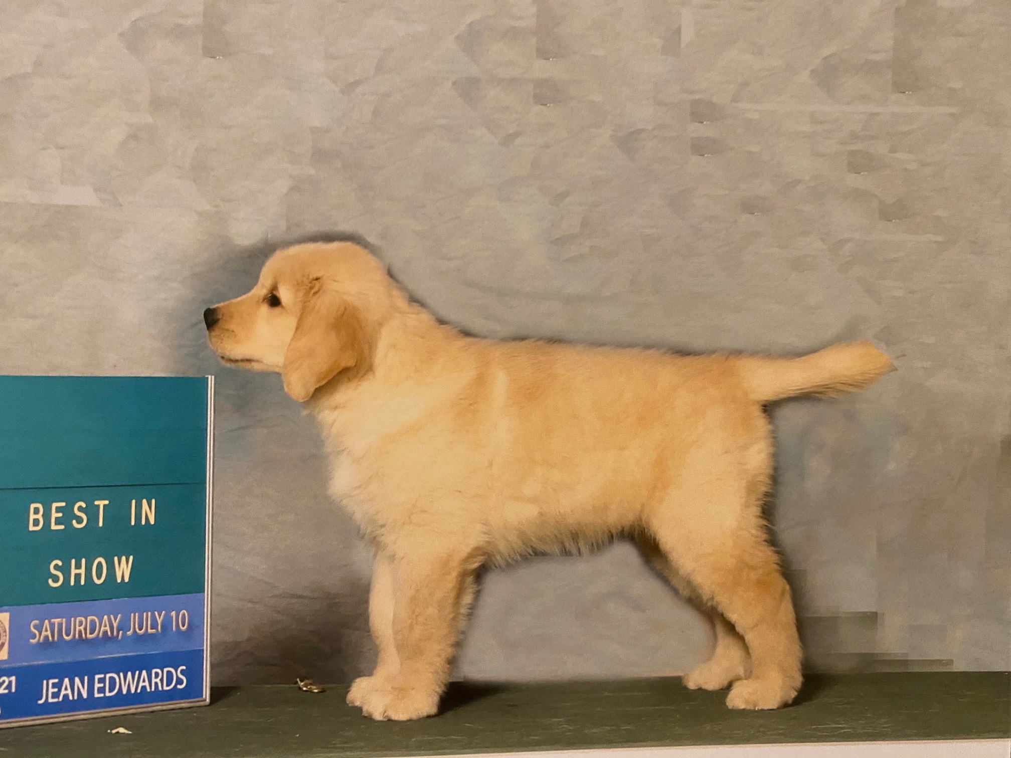 puppy at charm city goldens