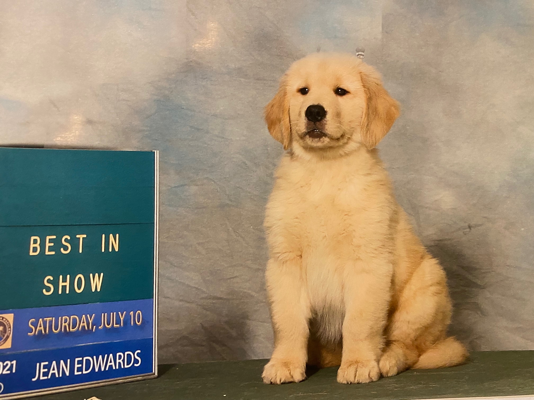 puppy at charm city goldens