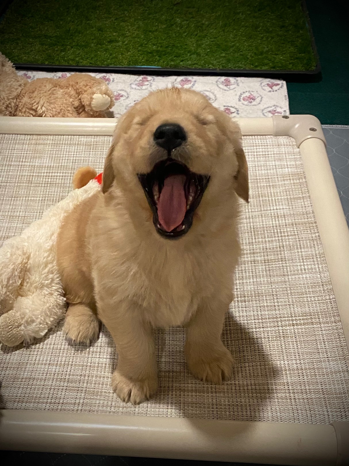 puppy at charm city goldens