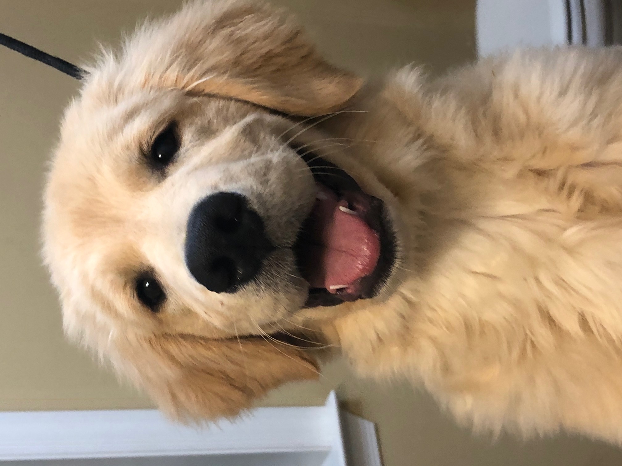 puppy at charm city goldens