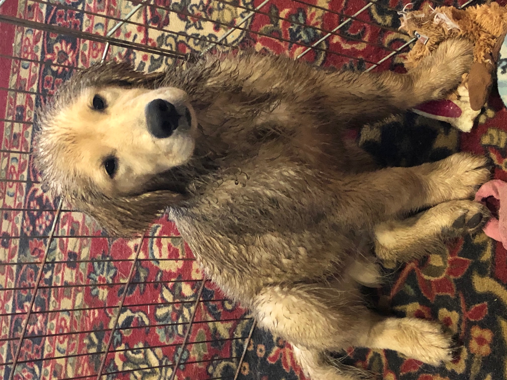 puppy at charm city goldens