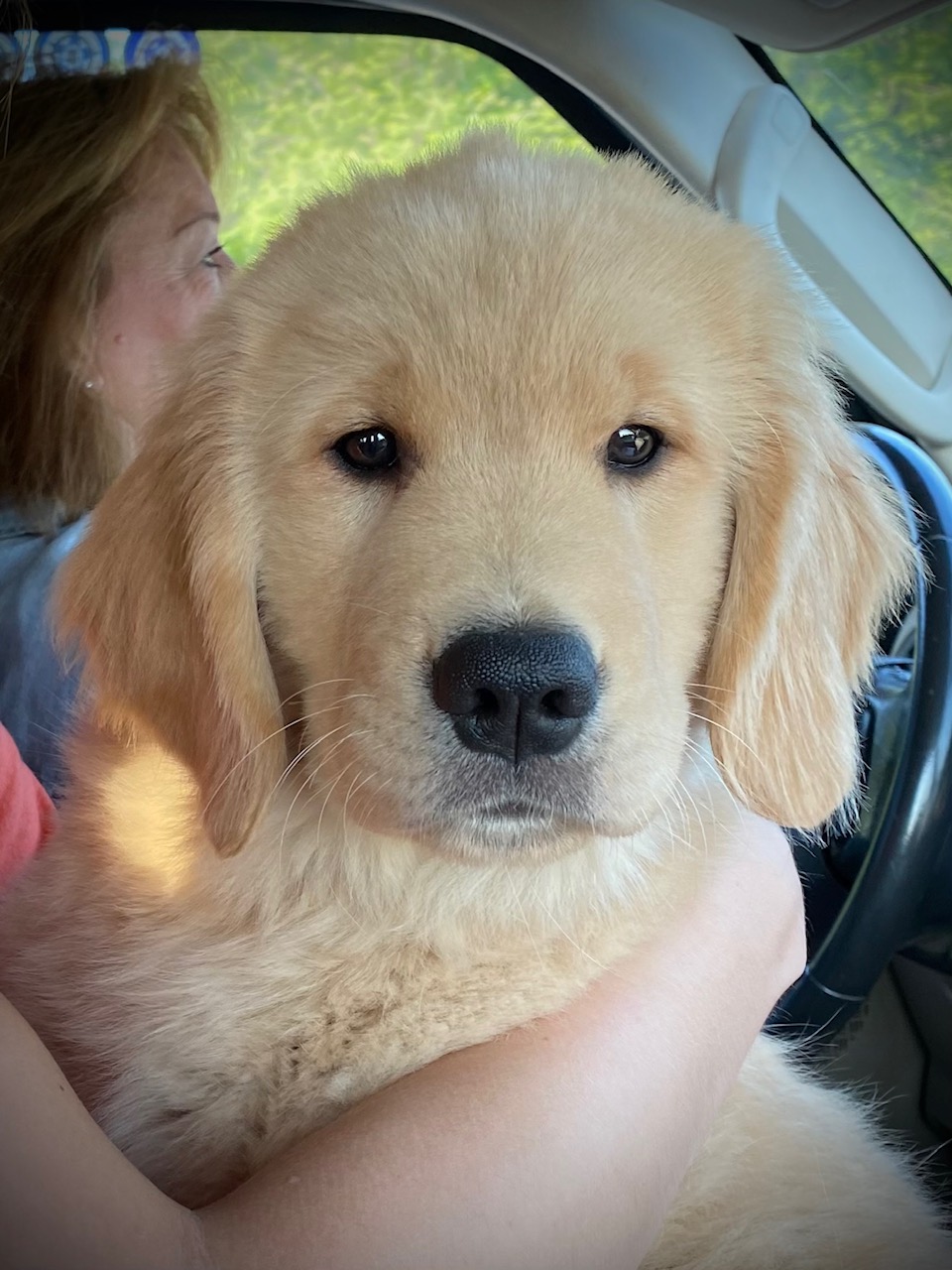 puppy at charm city goldens