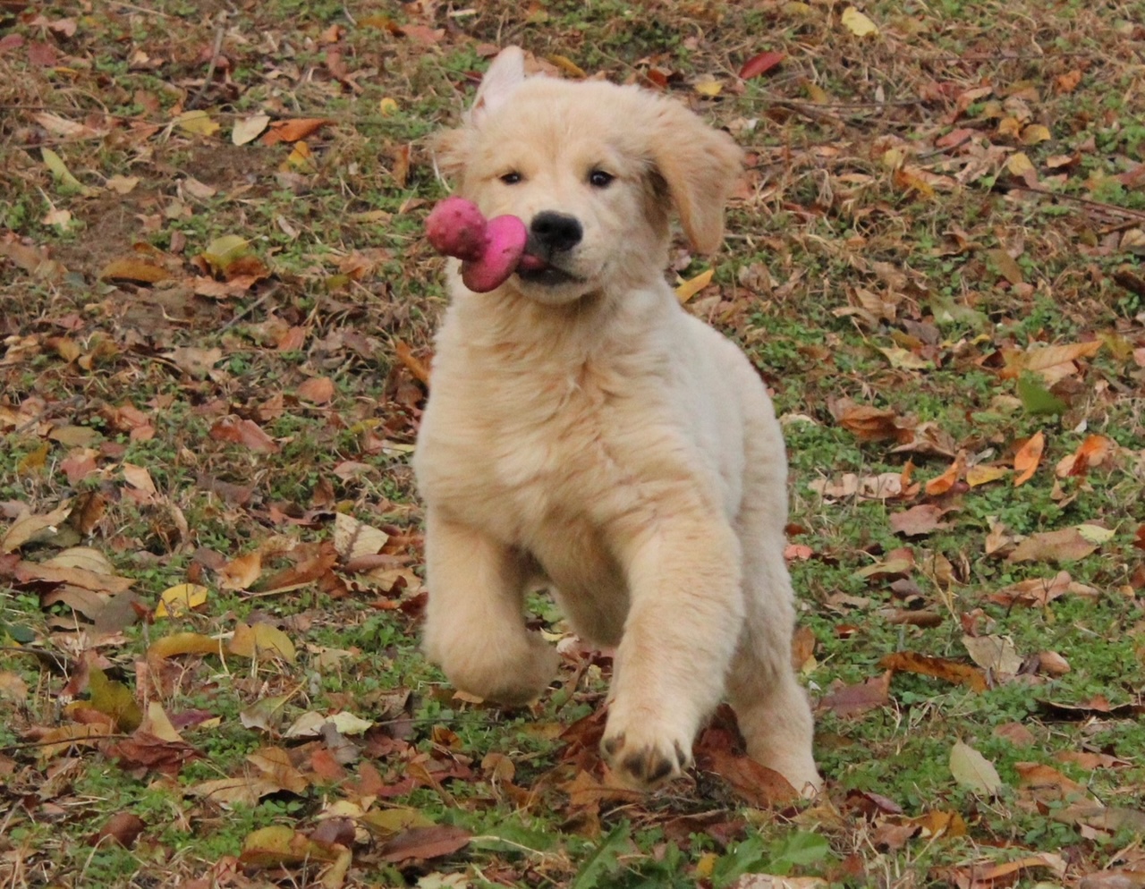 puppy at charm city goldens