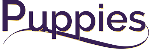 puppies at charm city golden retrievers