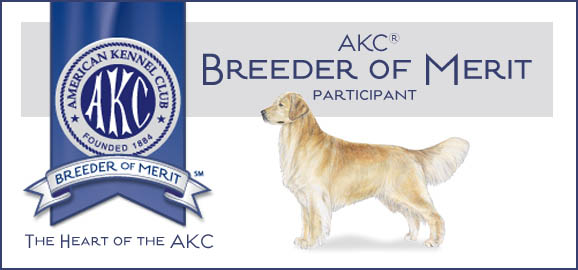 charm city golden retrievers breeder of merit