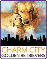 charm city golden retrievers