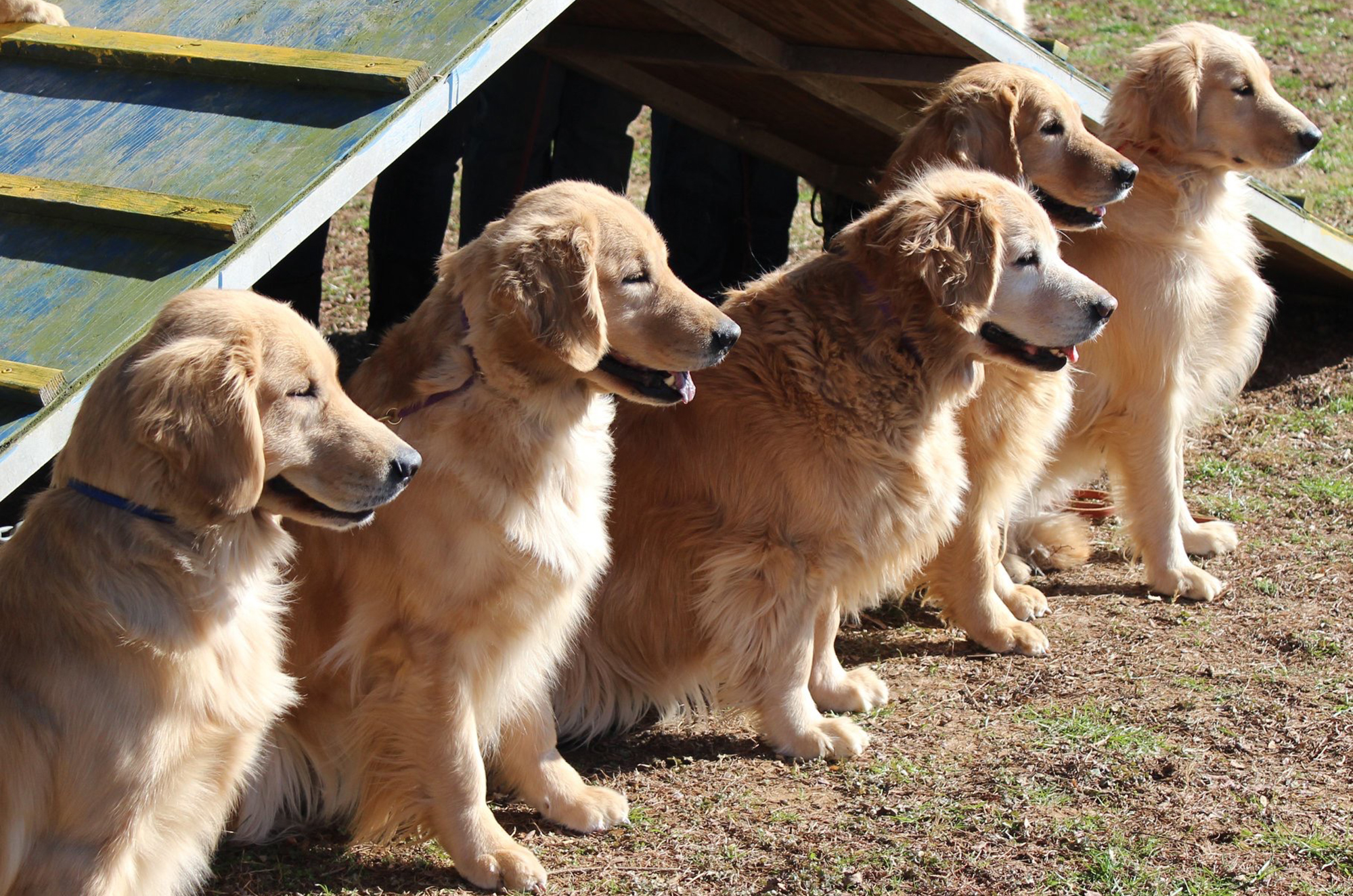 charm city golden retrievers maryland slide 1