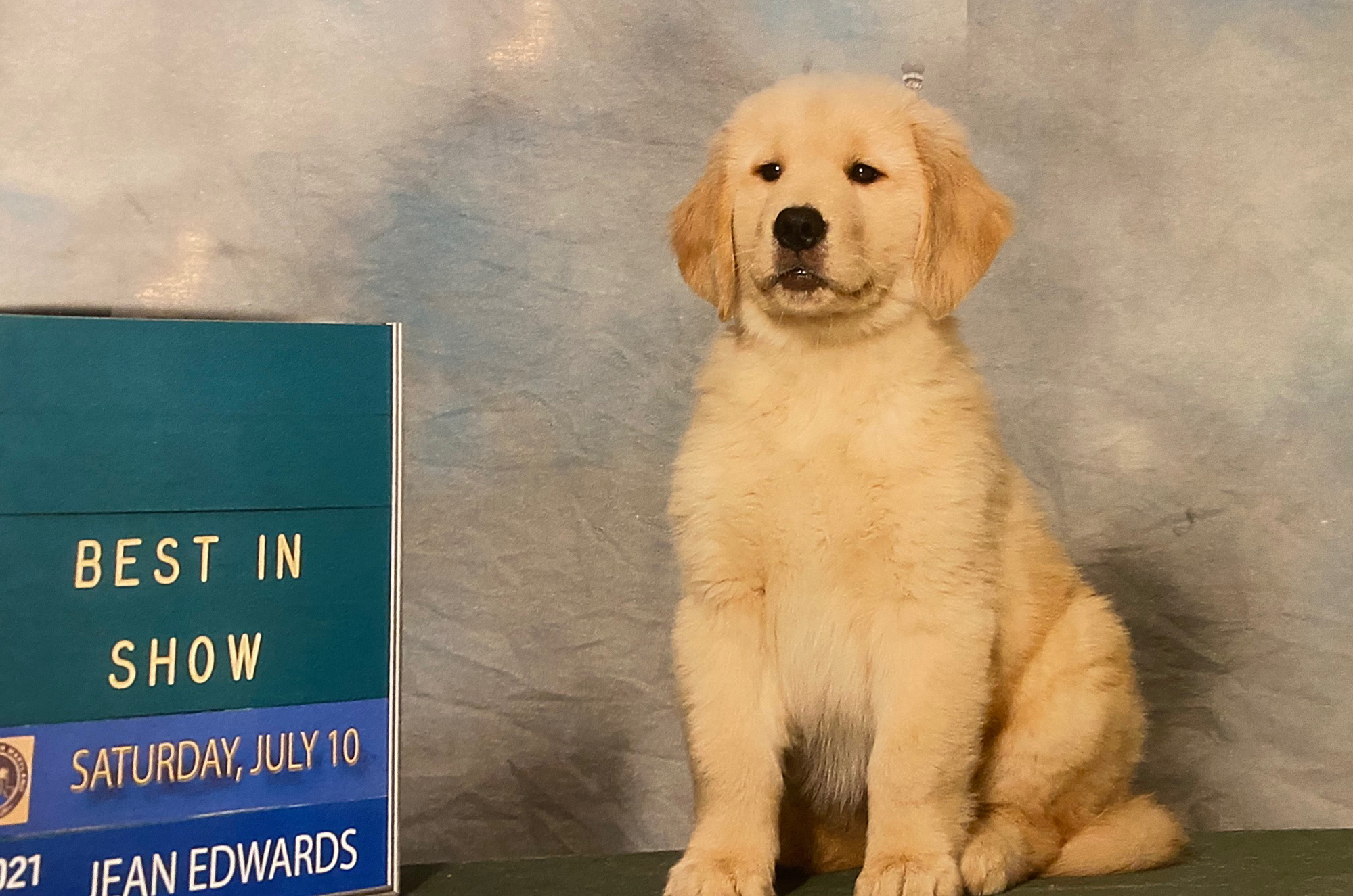 charm city golden retrievers maryland slide 4