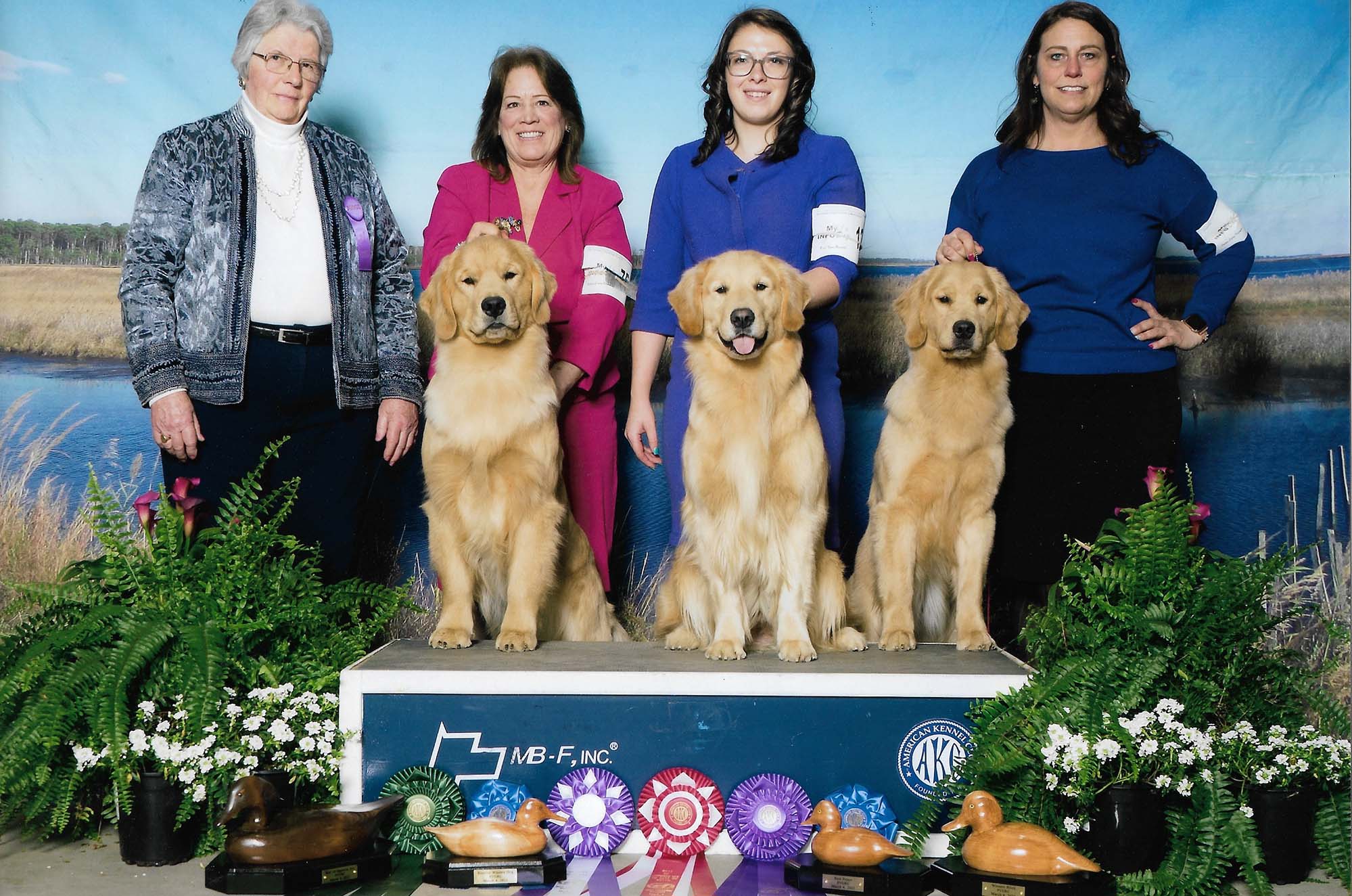 charm city golden retrievers maryland slide 6