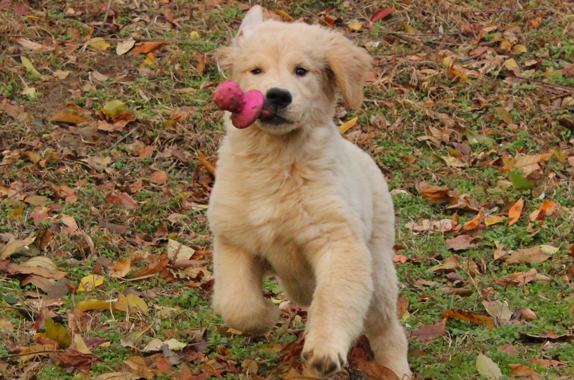 charm city golden retrievers maryland slide 8